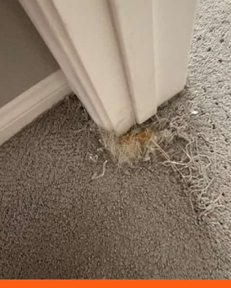 professional carpet repair canberra