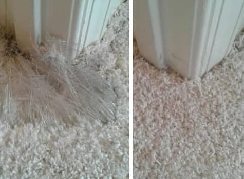 Pet Carpet Damage Repair Service